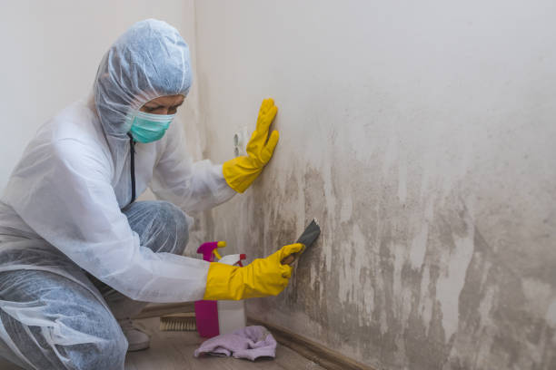 Best Environmental Consulting for Mold Prevention  in Renovo, PA