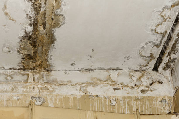 Best Mold Remediation for Healthcare Facilities  in Renovo, PA